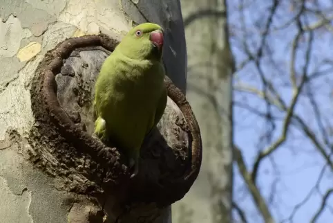 Ein grüner Halsbandsittich auf der Parkinsel.