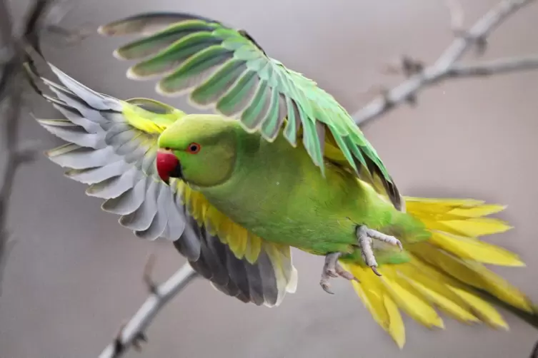 Aufgrund ihres K&ouml;rperbaus sind die Sittiche keine Langstreckenflieger. 