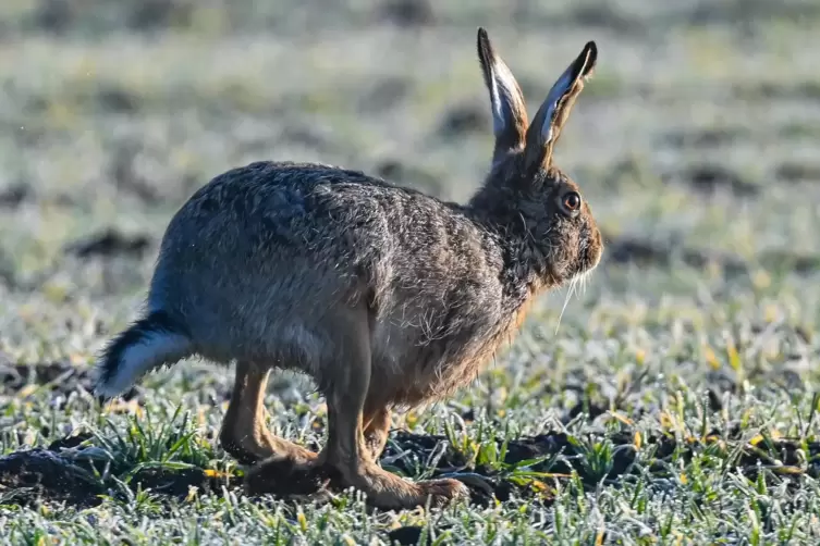 Feldhase: unterscheidet sich vom Kaninchen unter anderem durch längere Ohren und größeres Gewicht. 