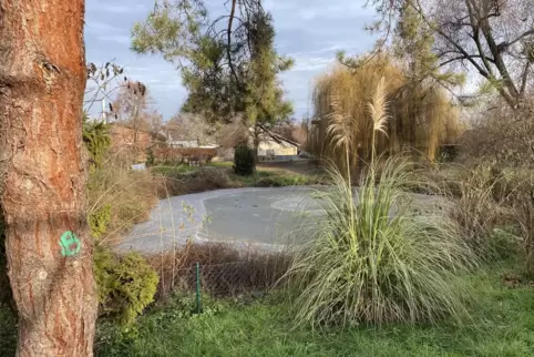 Der „Schwanensee“ im Bobenheim-Roxheimer Vogelpark, hier in gefrorenem Zustand. Der Teich wird aufgegeben.