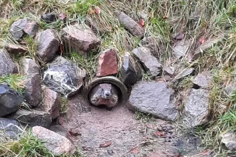 Die Murmeltiere im Wild- und Wanderpark in Silz haben sich nach ihrer Winterruhe erstmals wieder im Freien gezeigt.
