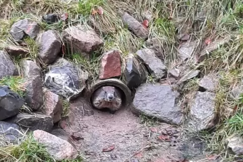 Die Murmeltiere im Wild- und Wanderpark in Silz haben sich nach ihrer Winterruhe erstmals wieder im Freien gezeigt.