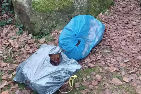 Drei Mülltüten mit Schlachtabfälle hatten Spaziergänger vergangene Woche am Vogelwoog-Parkplatz entdeckt und die Polizei informi