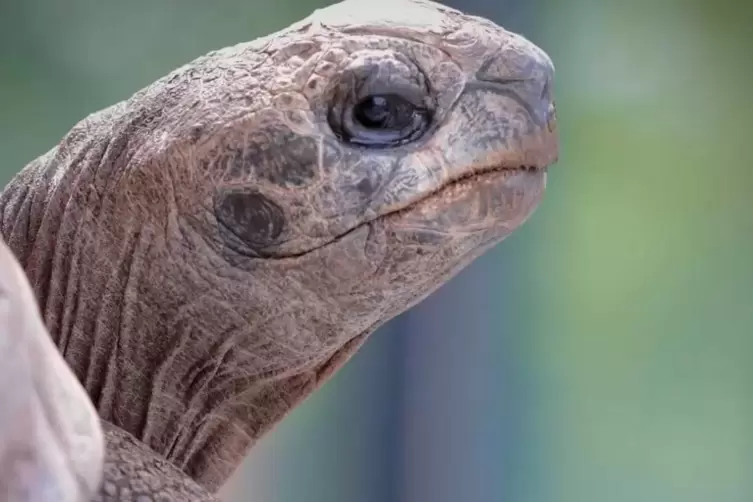 Riesenschildkröte Maria kam vor fast 50 Jahren in den Saarbrücker Zoo. 