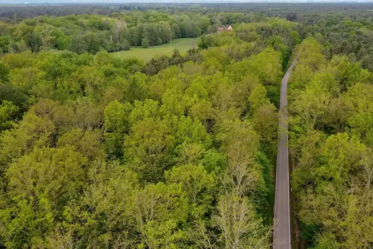 Durch den Radweg w&uuml;rde die Schneise durch den Wald deutlich breiter. Aber nach Meinung der Planer schaden Radler auf Waldwegen d