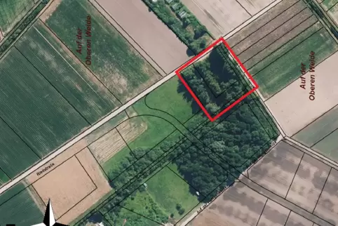 Das Pappelwäldchen (rot markiert) soll nicht weichen, aber die angrenzende Waldfläche schon. Nun muss ein Artenschutzgutachten e