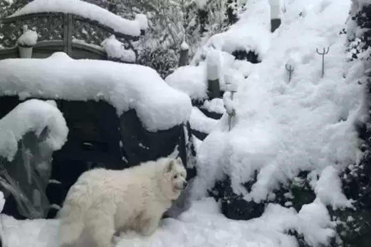 Echte Schnee-Flocke: Die Hündin von Ilona Eicher aus Baalborn heißt Flocke und liebt Schnee. 