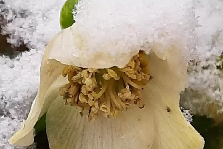 Dem Frost zum Trotz: Die Christrose in Marika Martins Otterbacher Garten blüht. 
