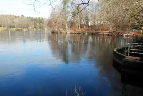 Wenn nichts getan wird, könnte sich der Jägersburger Weiher in ein Niedermoor verwandeln, warnt Geograf Klaus-Jürgen Boos. 