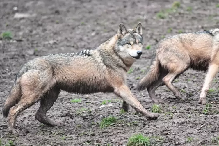 Wolfs-Attacken auf Menschen sind sehr selten, aber nicht ausgeschlossen: Forscher haben binnen knapp 20 Jahren weltweit 489 solc