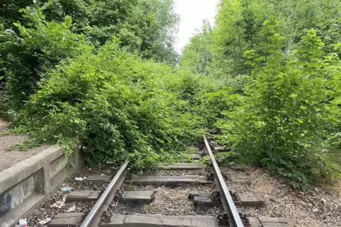 2026, in drei Jahren, sollen hier S-Bahn-Züge rollen. Ursprünglich hätte in diesen Tag mit dem Freischnitt der Trasse der stilll