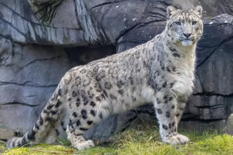 Allein sein muss er nicht: Olaf kann die Zeit mit Schneeleopardin Luisa verbringen. Unser Foto zeigt Olaf, nicht Luisa. 