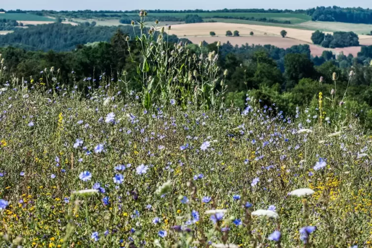 Mit 5500 Euro hat die Daniel-Theysohn-Stiftung ein Kooperationsprojekt für mehr Biodiversität bei Contwig unterstützt. Aus Sicht