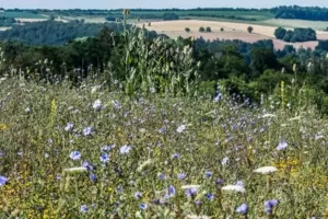 Mit 5500 Euro hat die Daniel-Theysohn-Stiftung ein Kooperationsprojekt für mehr Biodiversität bei Contwig unterstützt. Aus Sicht Mit 5500 Euro hat die Daniel-Theysohn-Stiftung ein Kooperationsprojekt für mehr Biodiversität bei Contwig unterstützt. Aus Sicht