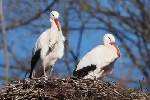 Zwei Störche sitzen in Theisbergstegen in ihrem Nest. 