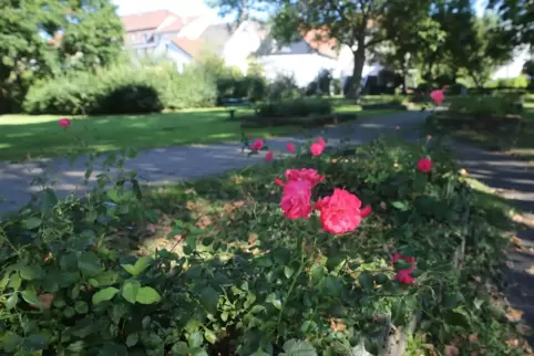 Auch die Roseninsel soll aufgewertet werden.