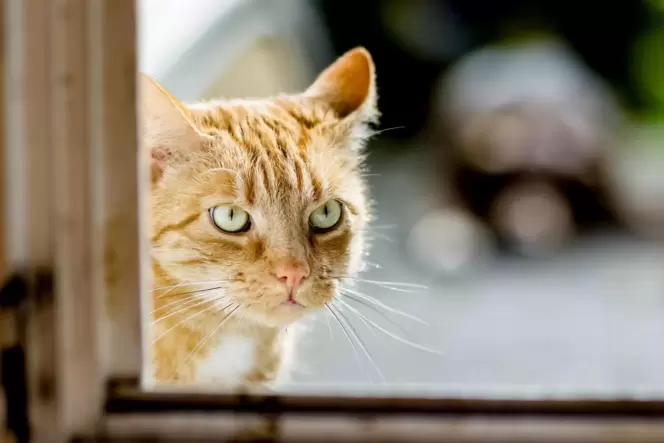Nicht jeder streunenden Katze geht es gut.