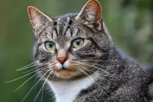 Auch die Hauskatze könnte profitieren. 