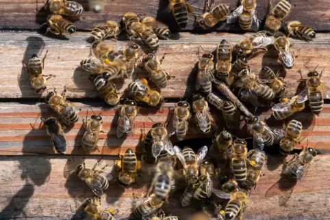 Der Bienenzucht hatten sich einige Imker in der Nordpfalz bereits vor über 160 Jahren verschrieben. 1859 war in Rockenhausen der