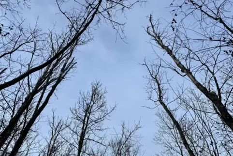 Nicht Jahreszeiten-bedingt ohne Blätter, sondern abgestorben: Bäume im Angelwald zwischen Otterstadt und Speyer. 