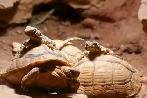 Reiten nicht, sondern wärmen sich auf den Panzerschildkröten: die Schwarzen Hardunen.