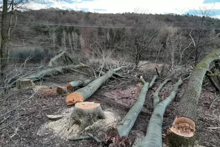 Martin Klußmeier wurde nicht nur bedroht, vor rund zwei Jahren wurden auch 90 Bäume in seinem Privatwald gefällt.