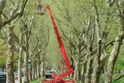 Zu den Aufgaben des UBZ gehört auch die Pflege der Bäume in der Allee. Zu den Aufgaben des UBZ gehört auch die Pflege der Bäume in der Allee.