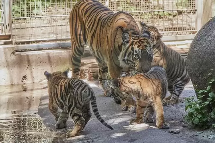 Anmutig: Sumatra-Tigerin Karis mit den Jungtieren. 