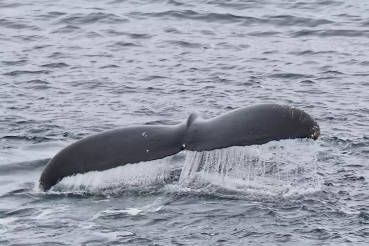 Bewegender Moment: Buckelwale ganz nah vor dem Schiff. Einst wurden 1,4 Millionen Tiere im S&uuml;dpolarmeer get&ouml;tet. 