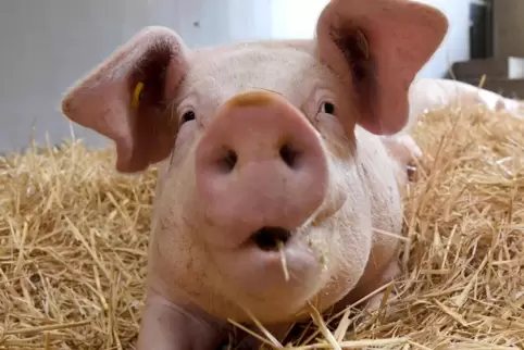Gründe für den drastischen Rückgang an Schweinezüchter gibt es mehrere. 