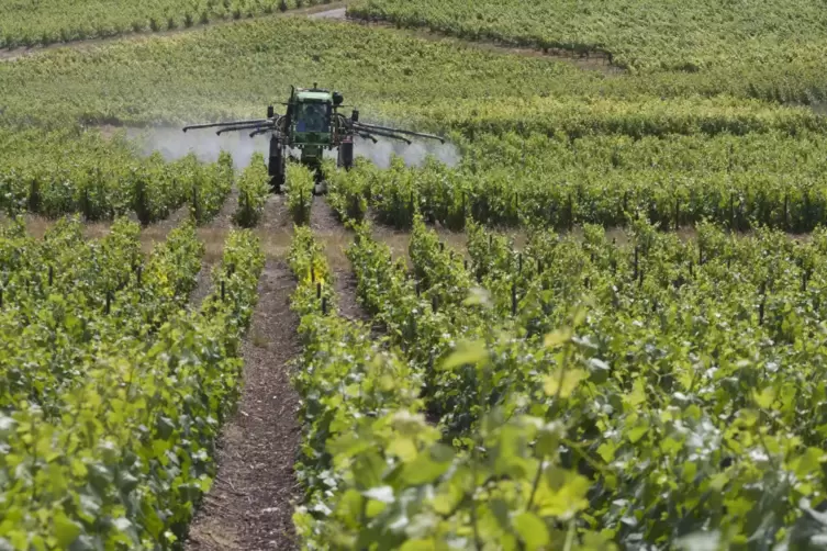 Darüber, wieviel Pflanzenschutz im Weinbau betrieben werden darf, wird derzeit in Brüssel heftig gerungen. 