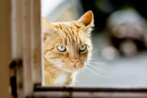 Streunerkatzen sind nicht so gut versorgt und gesundheitlich aufgestellt wie Hauskatzen. 