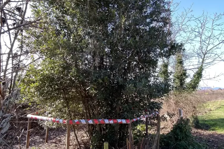 Der alte Lorbeerbaum am Rand des Gebiets wird erhalten. 