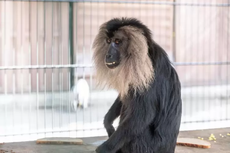 Affe Udo, der mehrere Monate auf der Flucht war, hat den Tierpark Donnersberg 2022 deutschlandweit bekannt gemacht.