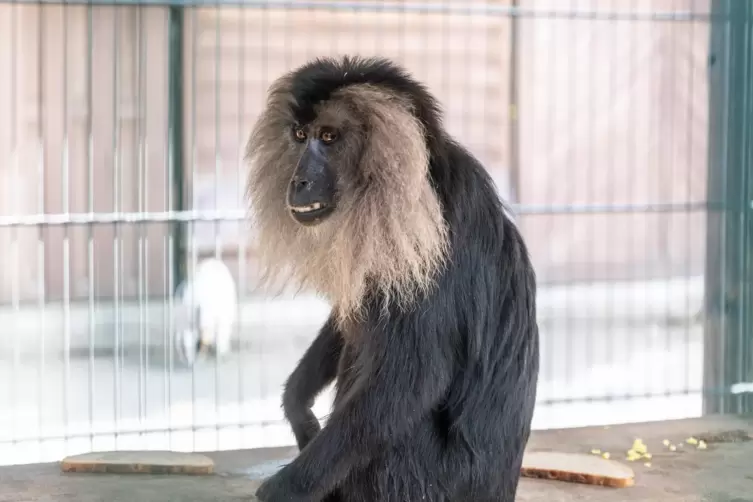 Affe Udo, der mehrere Monate auf der Flucht war, hat den Tierpark Donnersberg 2022 deutschlandweit bekannt gemacht.