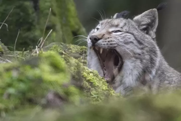 G&auml;hn! W&ouml;lfe und Luchse sind &uuml;berwiegend nachtaktiv und ruhen tags&uuml;ber lieber. Mit Wildkameras will das Koordinationszentrum Luch