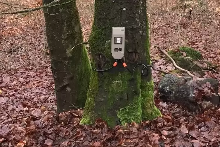 So sehen die Fotofallen des Koordinationszentrum Luchs und Wolf. 