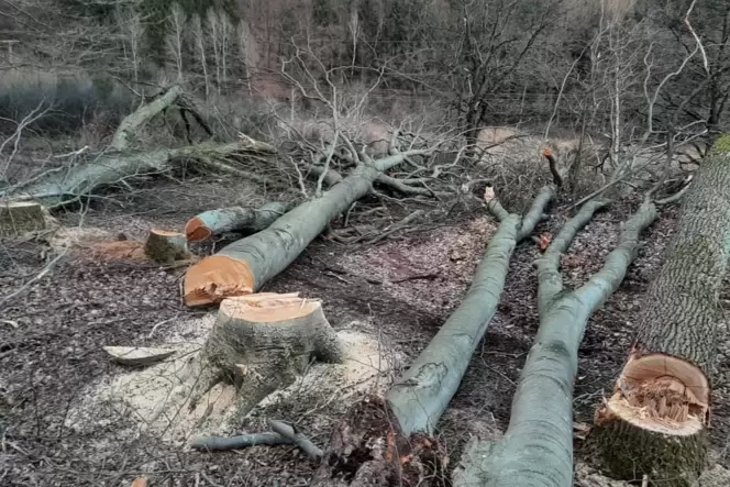 Vor rund zwei Jahren haben Unbekannte 90 Bäume in Martin Klußmeiers Privatwald gefällt. Das war jedoch nur der Anfang einer Seri
