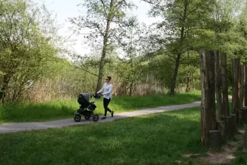 Auf dem Auerochsenweg wird das Weidegelände der Heckrinder umrundet. Und es geht am Sandwiesenweiher entlang.