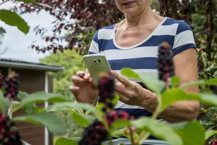 Frau mit Smartphone vor Pflanze