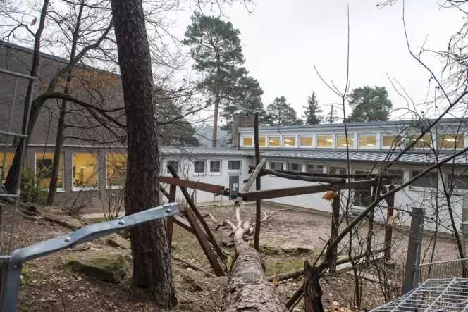 Die 20 Meter hohe Kiefer beschädigte Zaun und Pergola an der Grundschule Dörrenbach massiv.