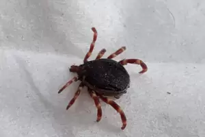 Zecke der neuen Art Hyalomma Marginatum. wurde im Jahr 2018 in Rodalben auf einem Pferd entdeckt. Zecke der neuen Art Hyalomma Marginatum. wurde im Jahr 2018 in Rodalben auf einem Pferd entdeckt.