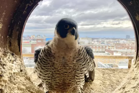 Dieser Wanderfalke wohnt auf dem BASF-Werksgelände.