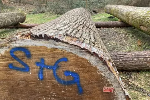 Rund 3000 Euro je Kubikmeter wert: Das wertvollste Holz, dass derzeit auf dem Wertholzplatz des Forstamtes Bienwald bei Wörth la