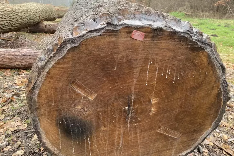 Insgesamt 14.000 Euro wert: Die Schnittstelle des Stammes wurde mit Wachs versiegelt, um das Holz zu sch&uuml;tzen. 