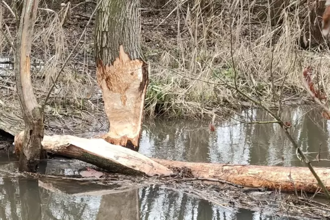 Dank kräftiger Zähne schaffen es Biber auch an dicken Baumstämmen große Schäden zu hinterlassen, wie hier auf Großniedesheimer G