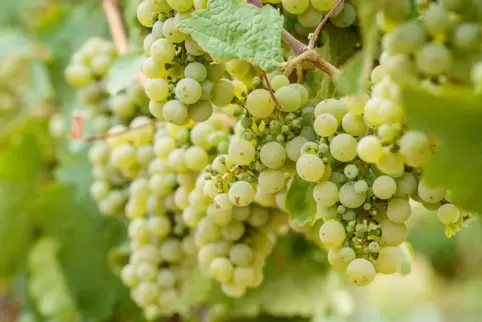 Der Klimawandel zwingt Winzer zum Umdenken. Riesling-Sorten, die es eher kühler mögen, werden es künftig schwer haben. 