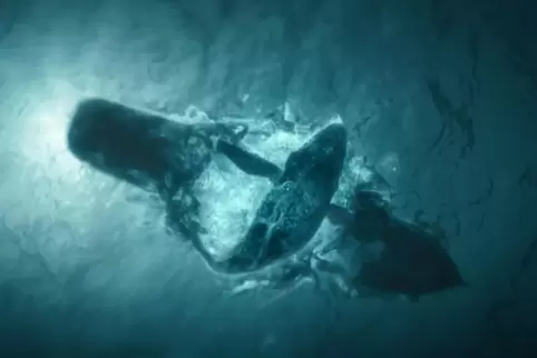 Vor der Küste Kanadas haben Wale eine Touristenboot angegriffen und in zwie Hälften zerbrochen: Diese Szene spielt sich in der A