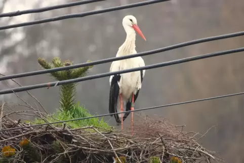 Der Storch aus dem Winzerdorf Steinweiler hat bereits Reisig für die Nestrenovierung abgelegt. 