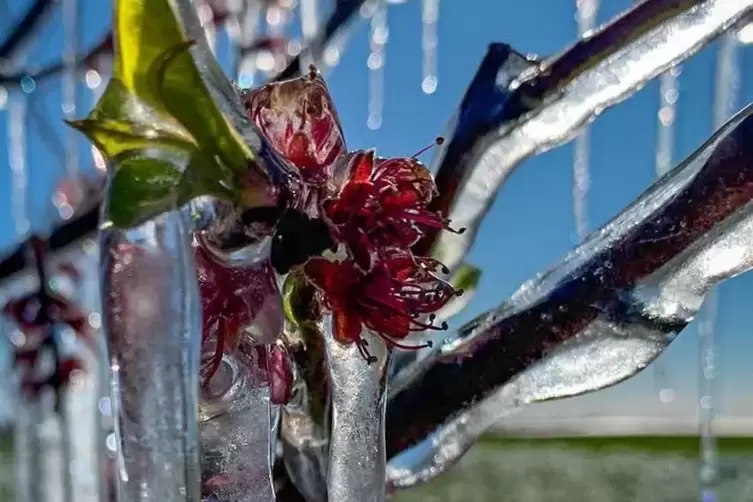 ... zaubert die Frostberegnung ...
